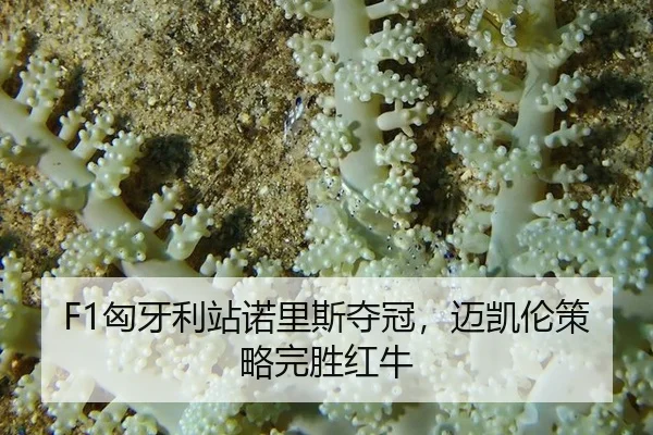 xiong-ya-li-zhan-nuo-li-si-duo-guan-mai-kai-lun-ce-lve-wan-sheng-hong-niu-2-414.jpg